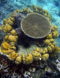 I shot this beautiful coral formation for its graphic val... by Yves Rubin 